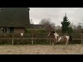 Pony Brave en sportieve pony te koop