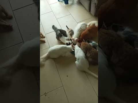 Time Machine Cats !!!! Longest Daily Cat's Story