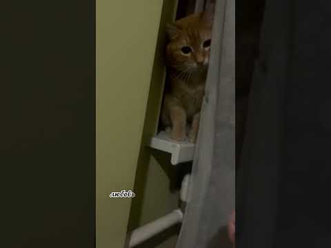 Мася в засаде ! #австрия #история #юмор #кот #любимыеживотные