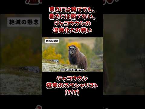 寒さには勝てても、暑さには勝てない。ジャコウウシの温暖化との戦い