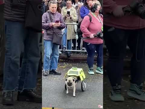 #funnyanimals#funnydogs#Amazingcute#doglover#doglife#cure#dogshorts#pet