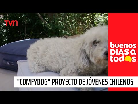 Elaboran camas para perritos: Jóvenes chilenos lideran proyecto de reciclaje de mascarillas I BDAT