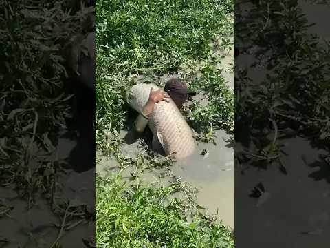 fishing 🎣 #fishing #trending #comedy #cooking #travel #viral