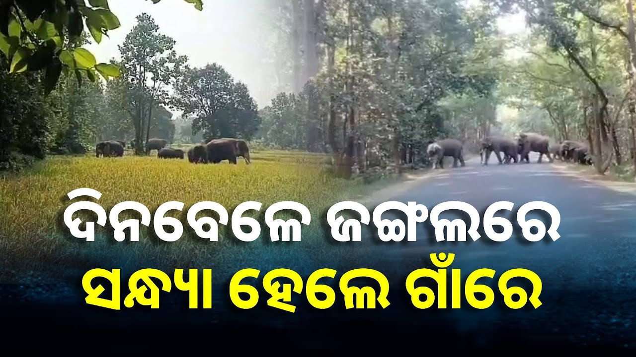 ୧୦୦ ରୁ ଉର୍ଦ୍ଧ୍ବ ଗାଁରେ ଲାଗି ରହିଛି ହାତୀ ଆତଙ୍କ, ଚିନ୍ତାରେ ବନ ବିଭାଗ || Knews Odisha