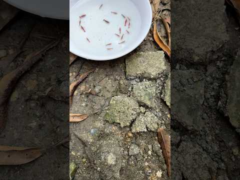 Las gambas son increíbles