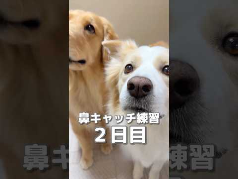 急に記憶喪失になってしまった犬...【ボーダーコリー•ゴールデンレトリバー】#shorts