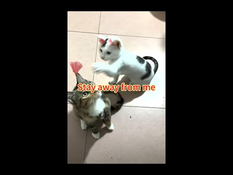 Stay away from me#cat #funny #shorts #subscribe