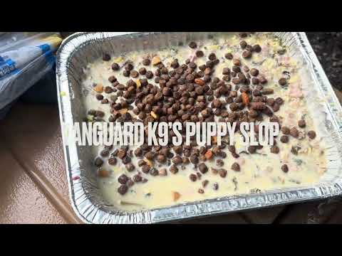 Dutch Shepherd puppy care