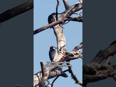 Watch Acorn Woodpeckers Build Nature's Largest Pantry | #DeepLook #Shorts