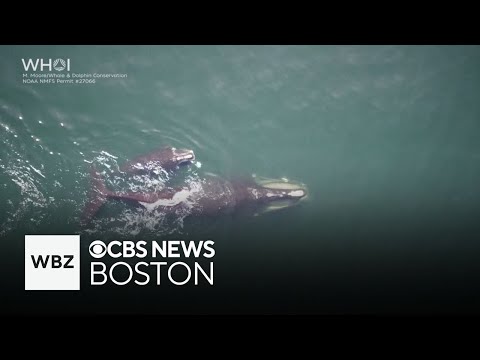 Majestic video shows right whale mother and her calf in Cape Cod Bay
