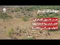 تعز ..  نفوق أغنام في انفجار عبوة ناسفة زرعها الحوثيون في مقبنة | موجز الأخبار