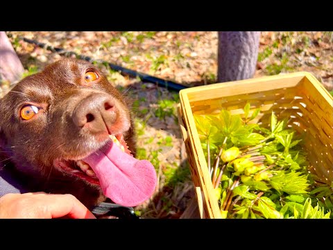 猫の動画サムネイル - もうスーパーで野菜買わずに生きてます