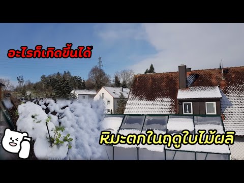 สับสนกับสภาพอากาศที่แปรปรวน--- สับสนกับสภาพอากาศที่แปรปรวน---