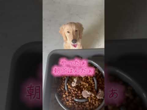 朝ごはんでフライングするモカだけど待ては出来ます( ˊ̱˂˃ˋ̱ )#ゴールデンレトリバーのいる生活 #ゴールデンレトリバー