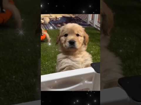 one month to one year dog #sehar #subscribe