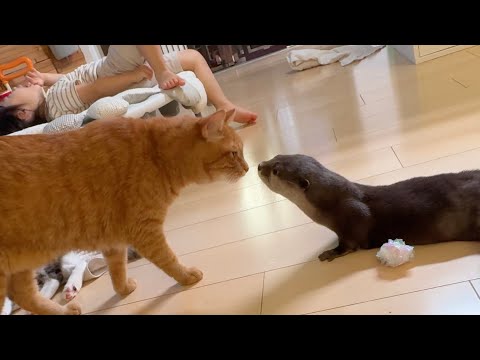 トラブル発生！カワウソ、猫、子猫の反応は！？ Trouble strikes! How will the otter, cat, and kitten react!?