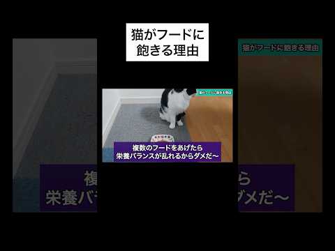 ↑詳細は上の▶︎をタップ👆猫がフードに飽きる理由を獣医師が解説