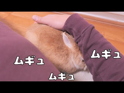 腕枕を用意したら腕の中に潜り込んで寝ちゃったムギが可愛すぎました【No.1747】