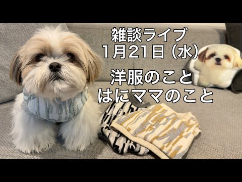 【シーズー】年明け初の雑談ライブ。近況報告、新作のお洋服のこと、はにママの術後の様子など（2026.1.21）