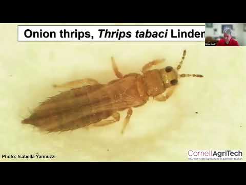 Reducing Synthetic Chemical Use to Optimize Pest Management and Crop Production: Onion Thrips