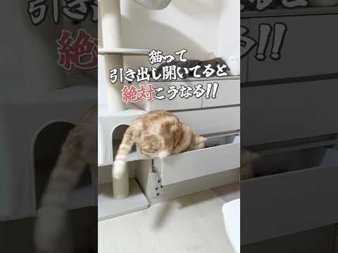 引き出し開いてると猫ってこうなる #cat #猫 #ねこ #猫動画 #猫のいる暮らし #shorts