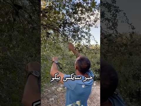 اسرار نباتات الاردن