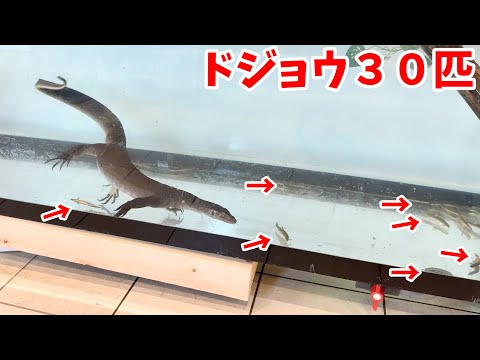 【世界一の水中ハンティング】オーストラリア生息のオオトカゲにドジョウを食べさせてみたら...凄すぎた!!!