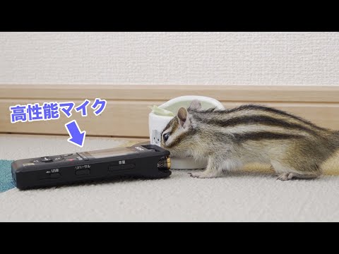 高性能マイクに色んな音を聞かせるシマリス