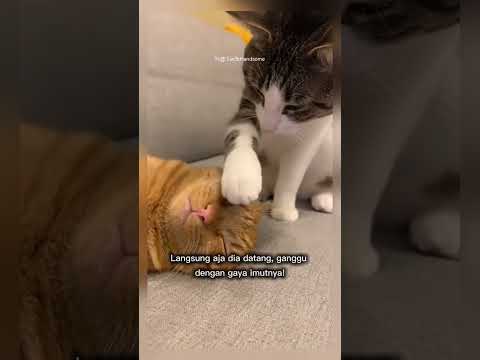 kucing ini lucu ganggu tidur #shorts #short