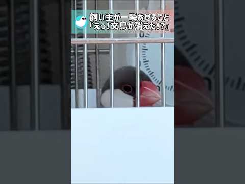 ケージに文鳥がいない！？と寿命が縮むあるある #文鳥 #javasparrow #birds #shorts