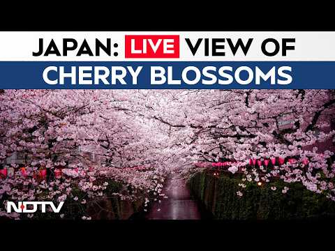 Japan Cherry Blossom LIVE: Cherry Blossoms Bloom In Tokyo