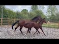 حصان الفروسية Superb Colt Foal, Maternal Sibling to Licenced KWPN Stallion Glocks King Karim