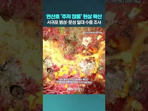제주 연산호 '주저 앉음' 현상 확산...파괴된 연산호 다수 멸종위기 법정 보호종 #범섬 #문섬 #연산호 #<strong>파란</strong> #해양시민과학센터 #제주방송