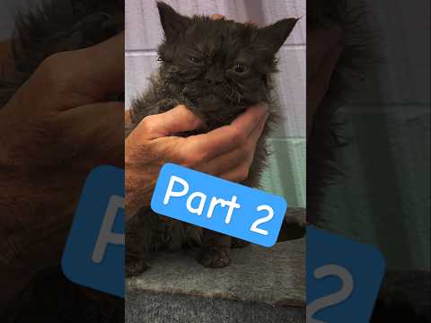 Cleaning & Applying Ointment (Selkirk Rex Kitten) Cleaning & Applying Ointment (Selkirk Rex Kitten) 
@WHPKathysKattery 
Part 2
Treating Kitten Crusty 