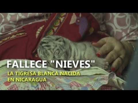 Fallece «Nieves», la tigresa blanca nacida en Nicaragua