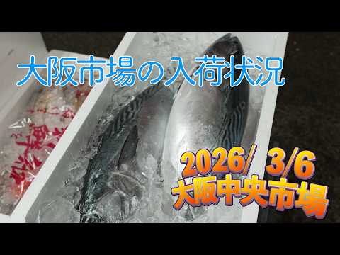 【中央市場】「シケのため!?　韓国産魚が目立つとても入荷が少なかった市場」Today’s Recommended Picks at the Central Wholesale Market
