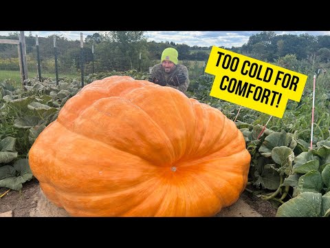 Cold Nights Threaten Giant Pumpkins