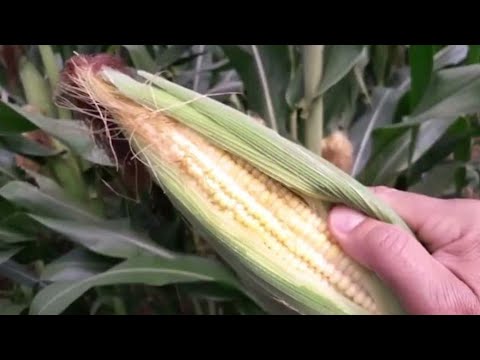 MILHO Aprenda como plantar, fácil e simples