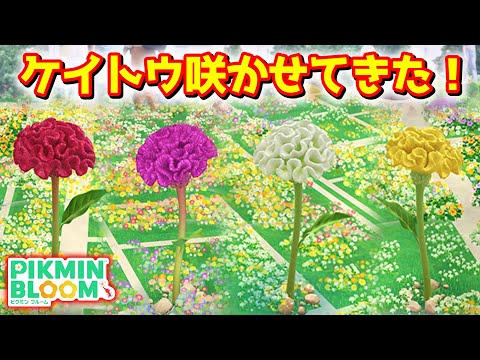 【ピクミンブルーム】ケイトウ咲かせてきた！【Pikmin Bloom】