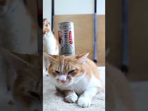 猫の動画サムネイル - ニッポンエール 沖縄黒糖 ごまミルク　250702　#のせ猫　 #cat #cute #ねこ #ネコ #kitten #猫のいる暮らし　 #cutecat #animals
