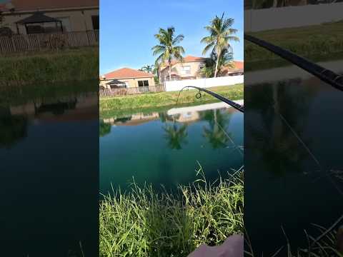 Catching Invasive Fish in Florida Canal #miami #fishing #outdoors