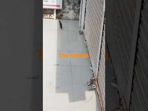 শালিক চলে হেলেদুলে, উড়াল দেয় ফুরুৎ করে।