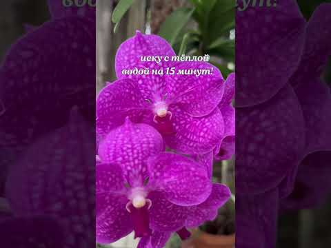 Орхидея: лайфхак с поливом