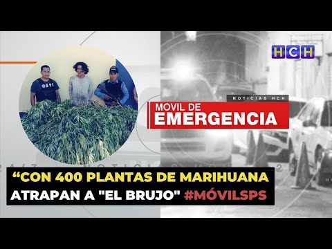 Con 400 plantas de marihuana atrapan a El Brujo #MóvilSPS
