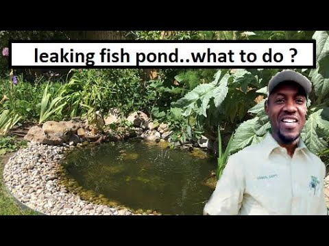 Garden  pond damage|| Leaking || Tree roots and po Hi everyone, today i discovered that my 40 gallon garden pond is actually loosing water. Join the co