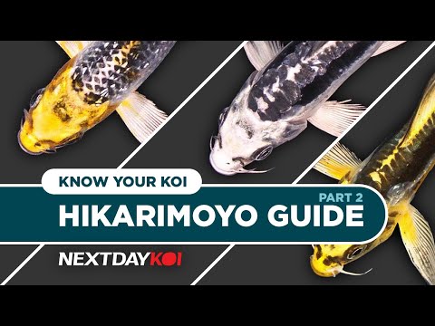 Hikarimoyo Koi_ Kujaku, Kikokuryo, Kin Kikokuryo   Hikarimoyo (Hick-Ar-Ee-Moe-Yo) are multi-colored metallic koi. The term “Hikari” is translated a