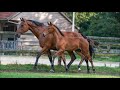 Dressage horse Talento