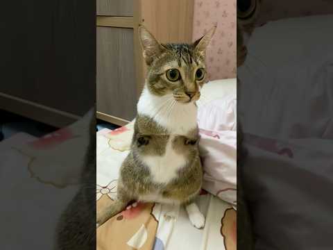 猫の動画サムネイル - We dont talk anymore