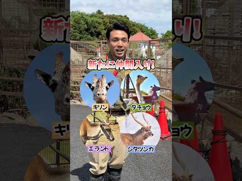 犬の動画サムネイル - サバンナエリアに新しい動物が仲間入り！#伊豆シャボテン動物公園 #動物　#サバンナエリア #animals #shorts