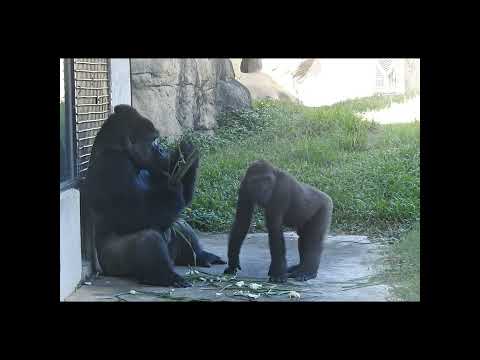台北動物園ゴリラ家族紹介：銀背ディアコと子供たちの日常 サムネイル